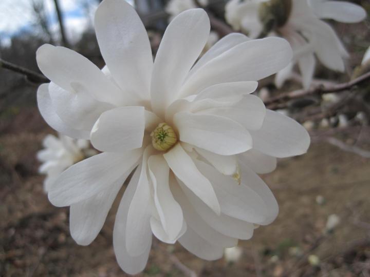 magnolia2015_002_full_width.jpg