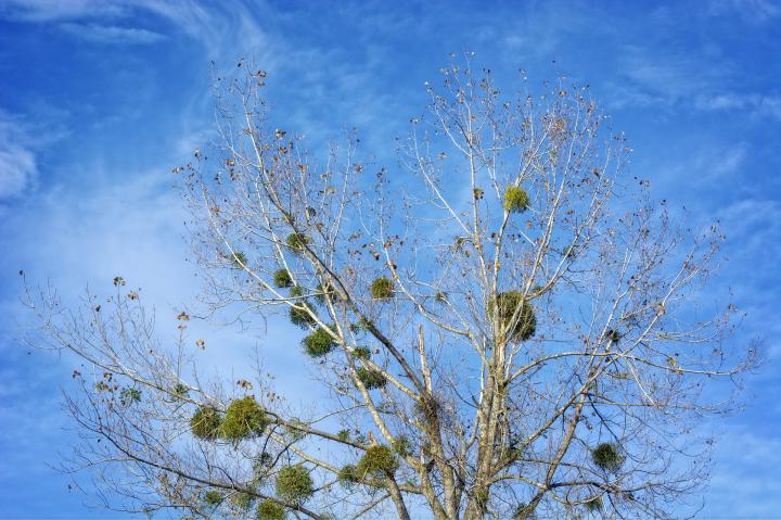 mistletoe growing on a host tree
