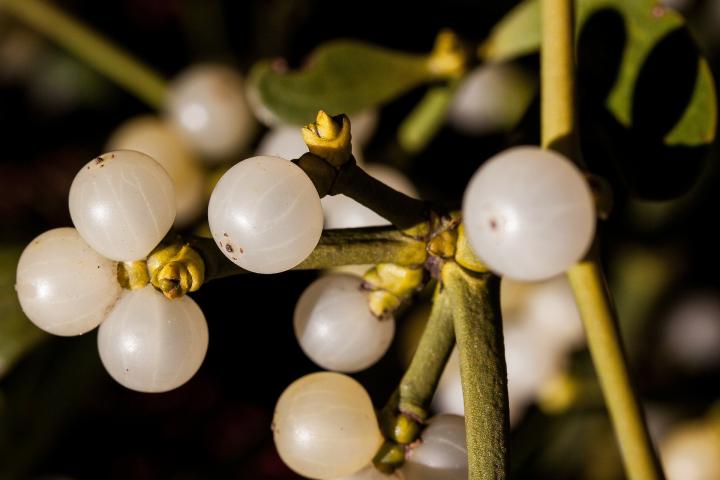 close-up of white mistletoe berries, selective focus