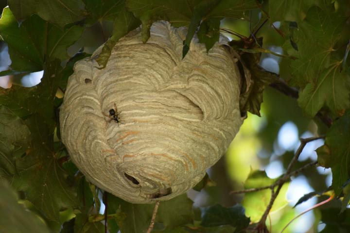 bald faced hornet paper nest