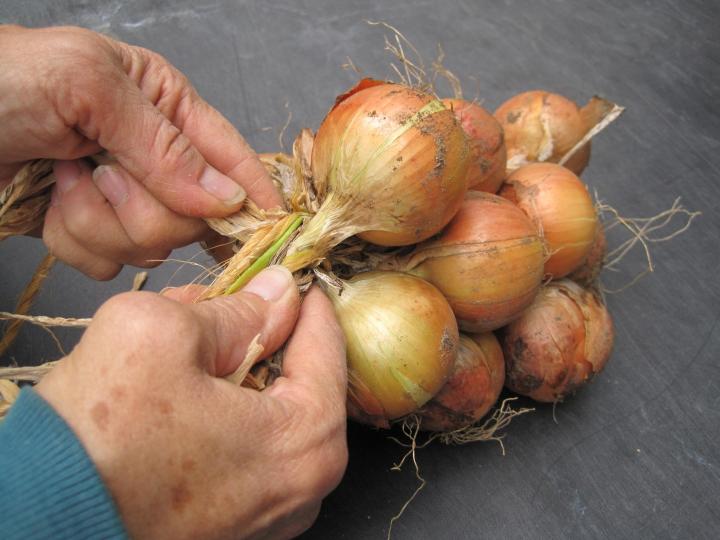 onions_007_full_width.jpg