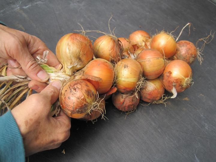 onions_009_full_width.jpg