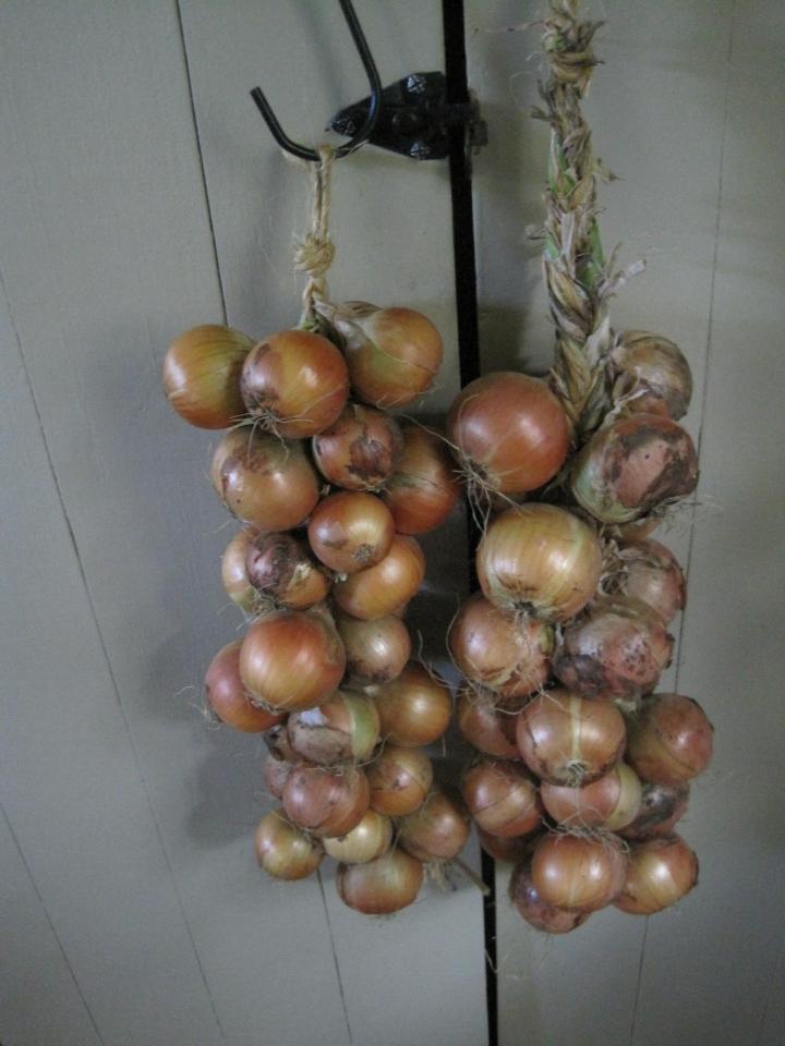 onions_014_full_width.jpg