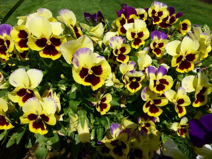 pansy-437337_1920_full_width.jpg