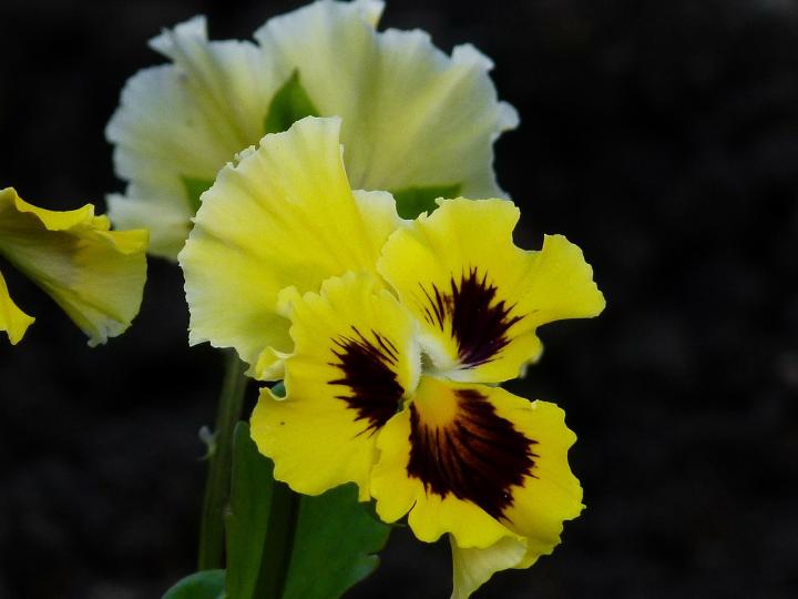 pansy-56479_1280_full_width.jpg