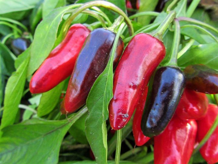hot peppers on the plant