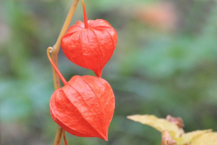 physalis-1649309_1920_full_width.jpg