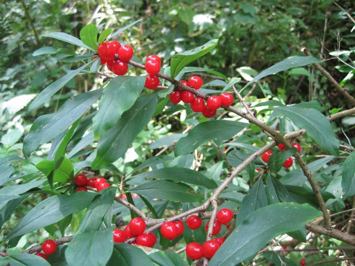 poisonous daphnes berries