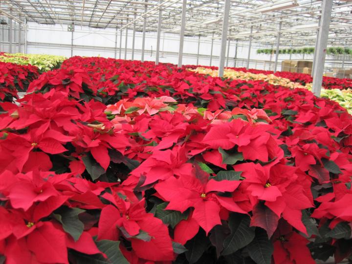 poinsettias in a nursery, tons of potted plants