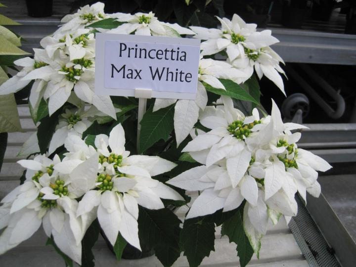 white poinsettia, princettia max white