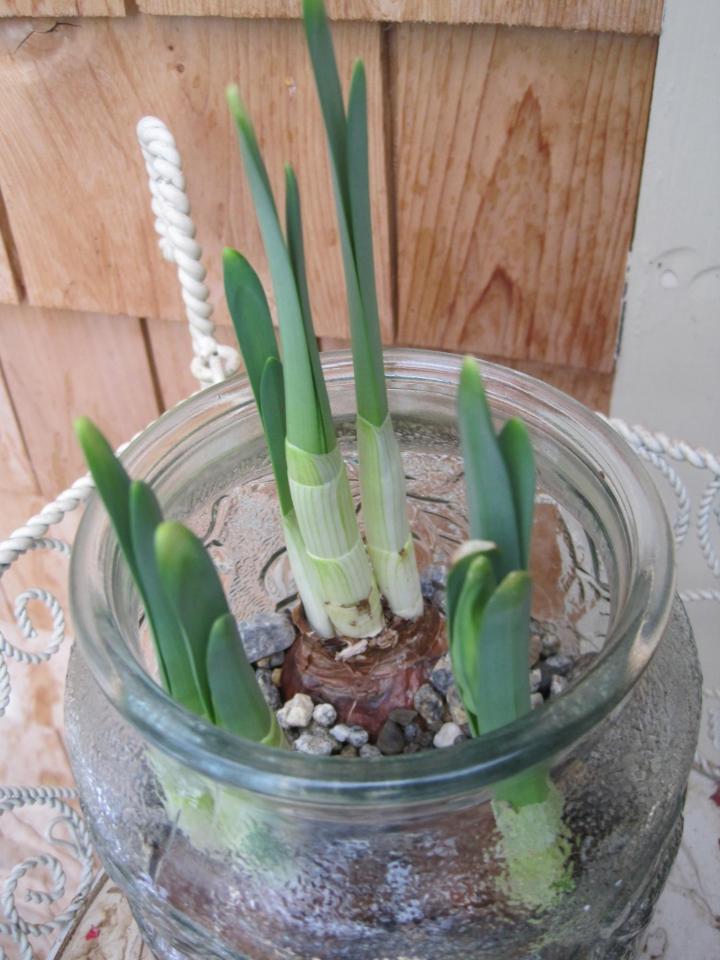 amaryllis bulbs in a pot