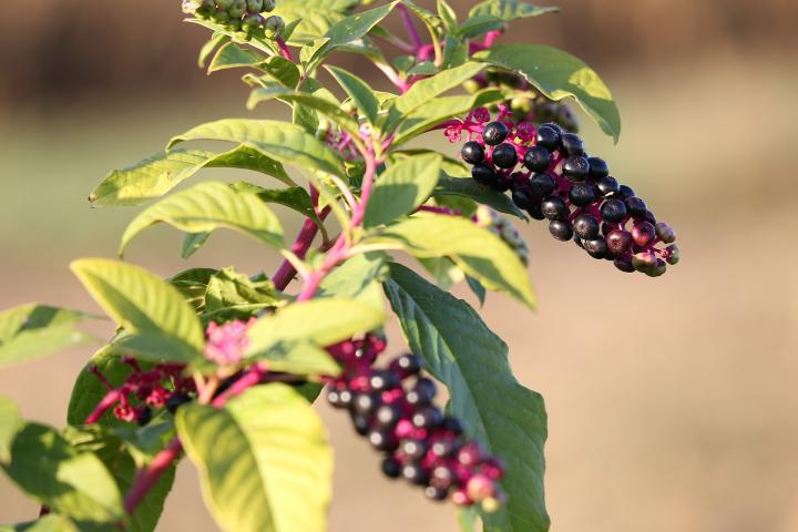 poisonous pokeweed berries