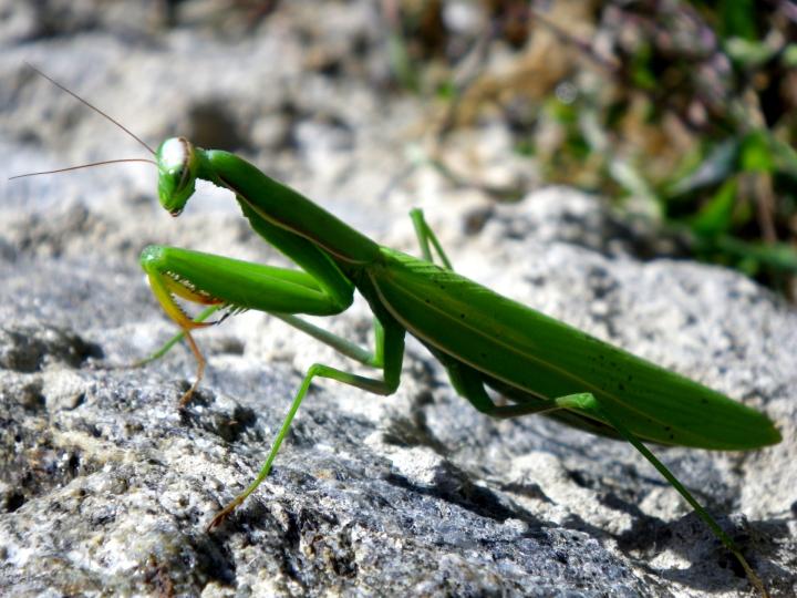 Praying mantis on a rock