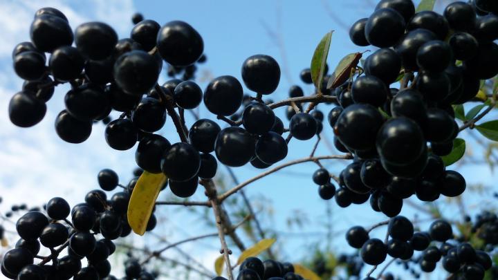 poisonous privet berries
