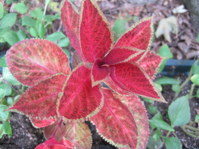 Coleus are extremely easy to propagate, rooting readily from their stems.