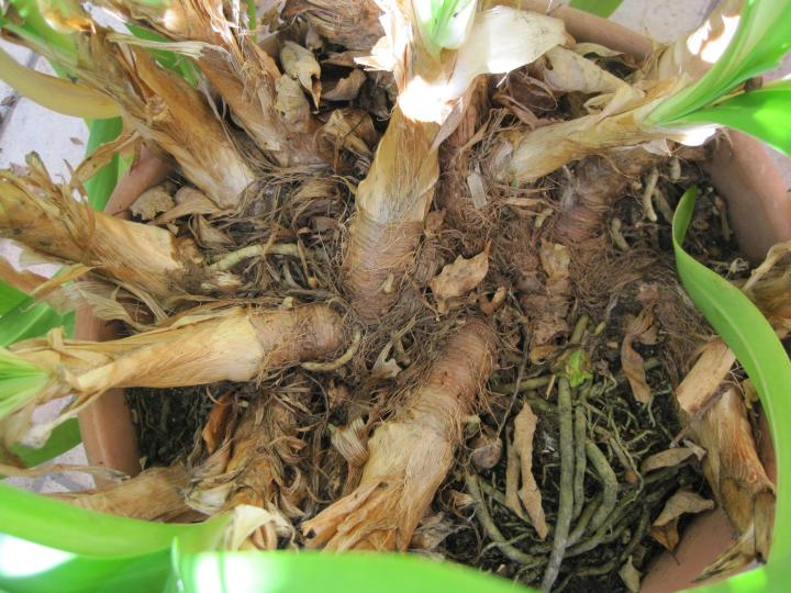 repotting_002_full_width.jpg