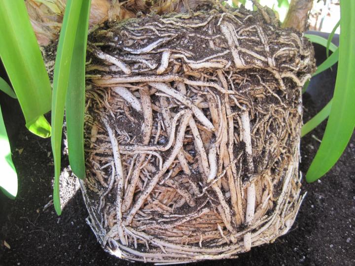 repotting_003_full_width.jpg
