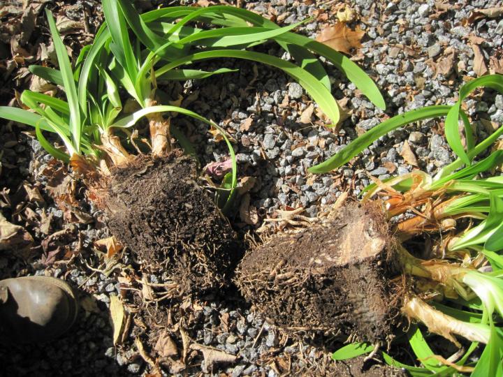 repotting_007_full_width.jpg