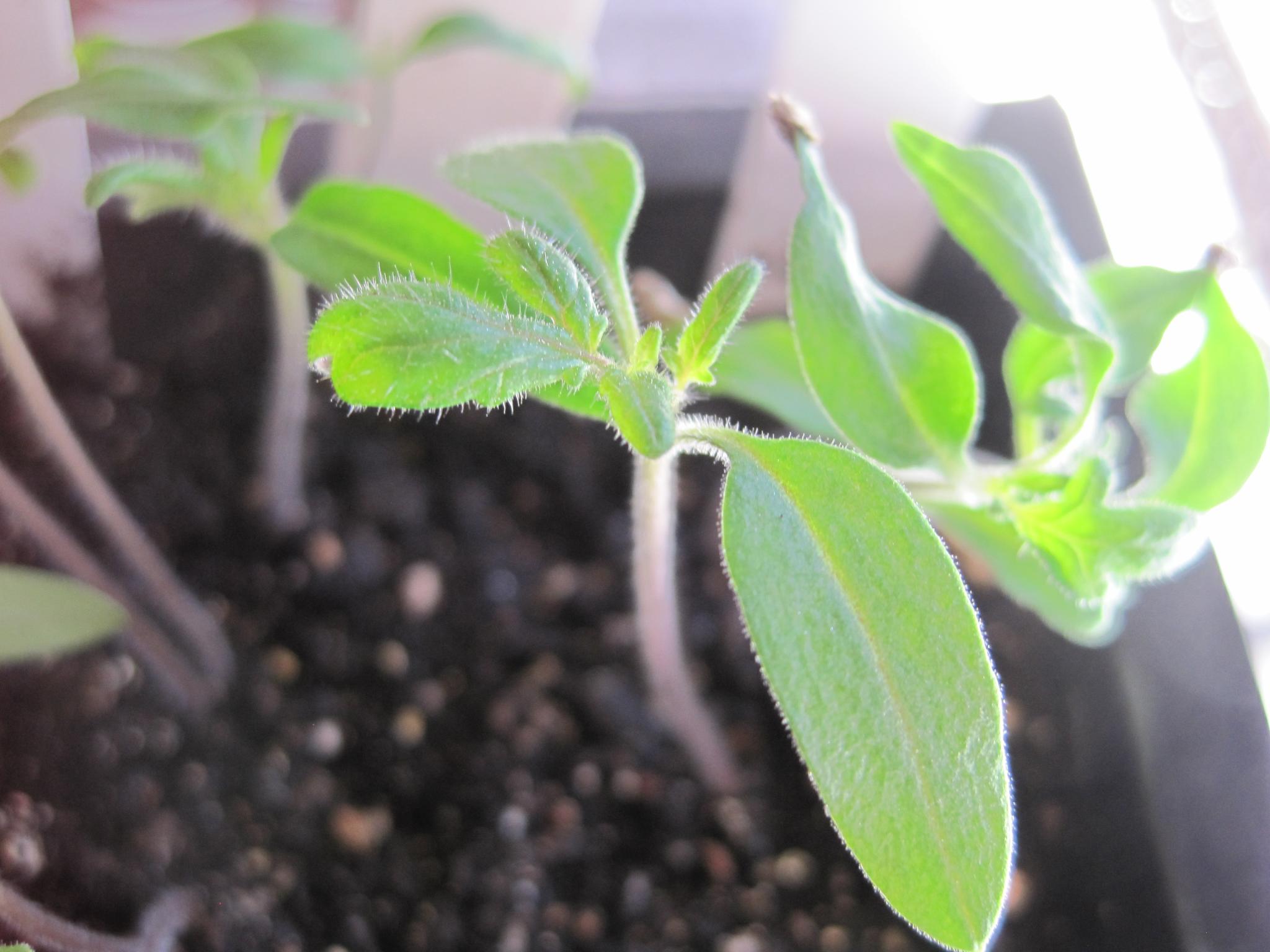 The first leaves are little solar collectors. Get them into the light as soon as possible.