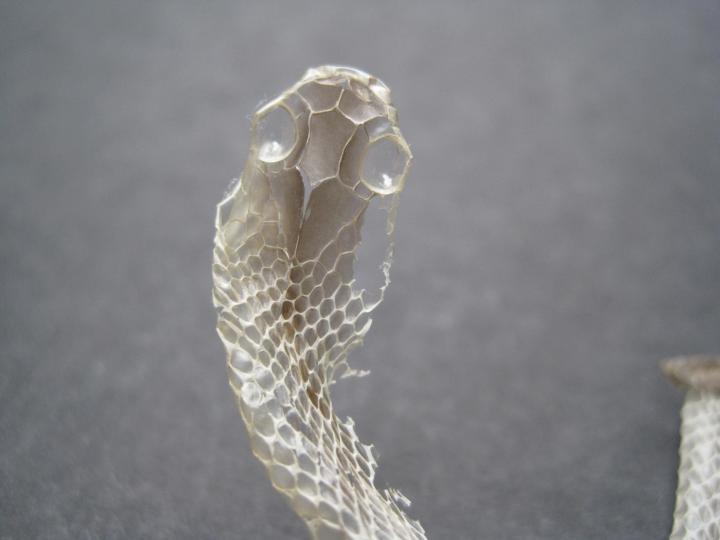 garter snake skin