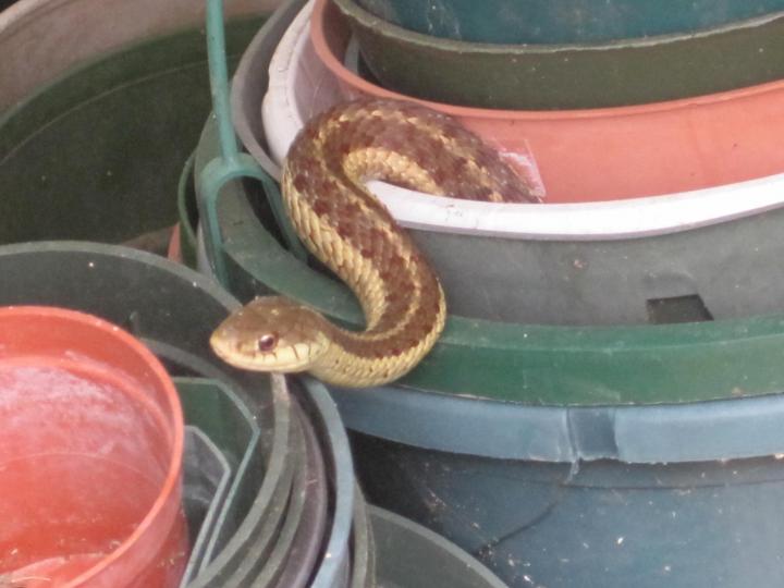 garter snake in pots