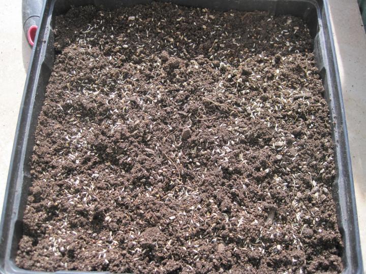 sprouts_002_full_width.jpg