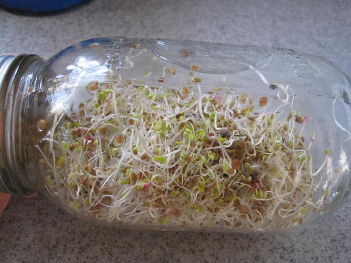 sprouts_009_full_width.jpg