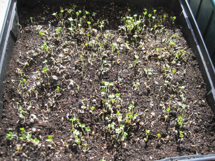 sprouts_010_full_width.jpg