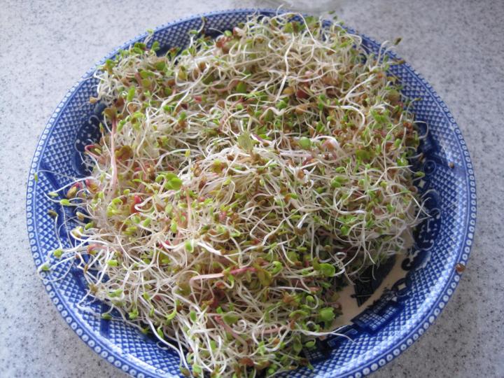 sprouts_011_full_width.jpg