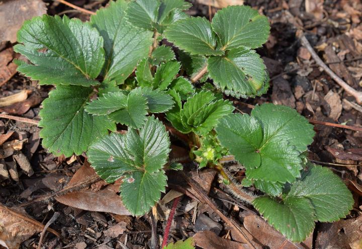 strawberry-plant-with-buds-2122546_1920_full_width.jpg