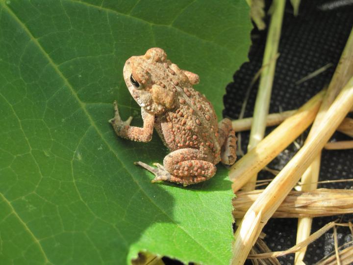 garden toad on a leaf