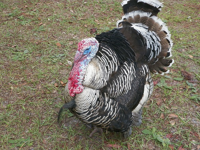turkey-445426_640.jpg