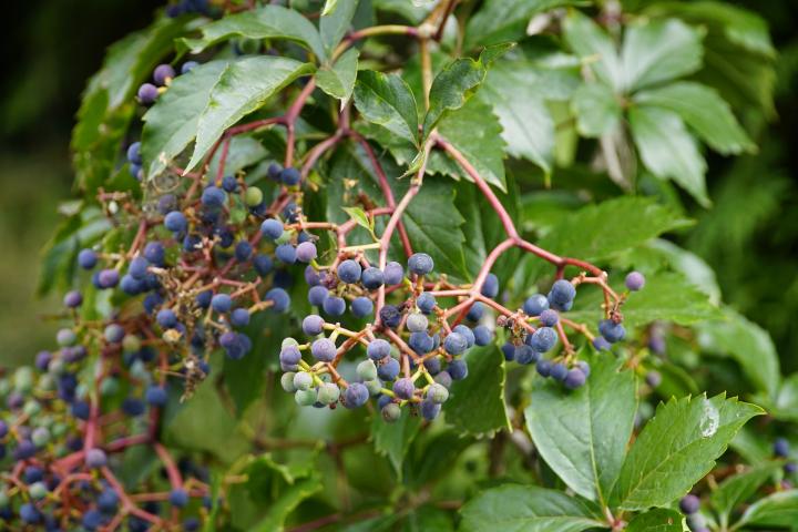 poisonous virginia creeper berries