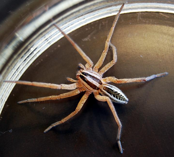 Wolf spider