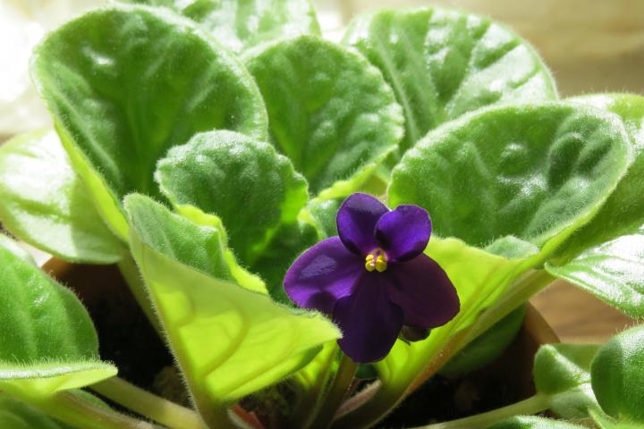 African violet flower