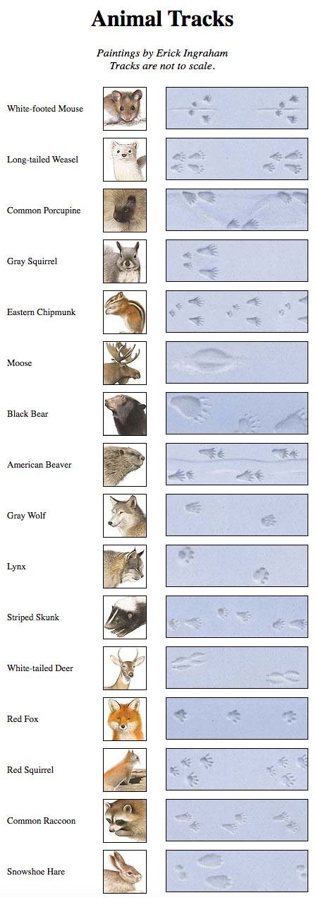 animal tracks in the snow chart