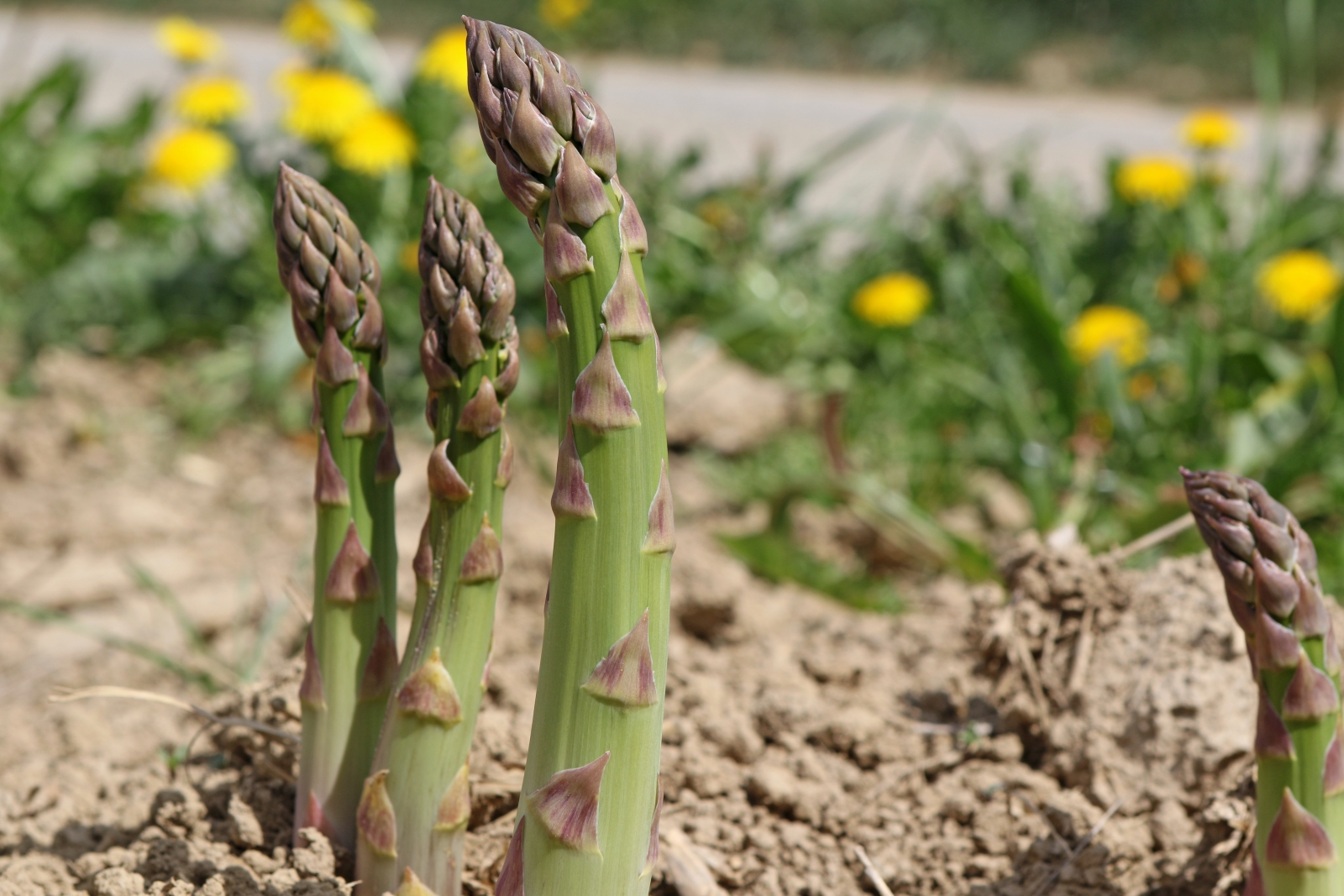 Asparagus. Photo by Chris6/Getty Images