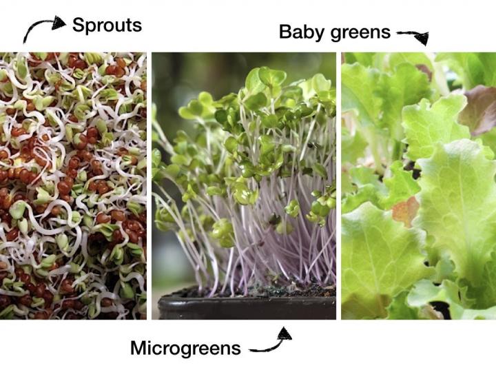 baby-sprouts-microgreens_full_width.jpeg