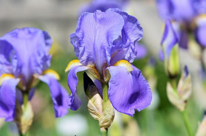 purple Bearded Irises. 