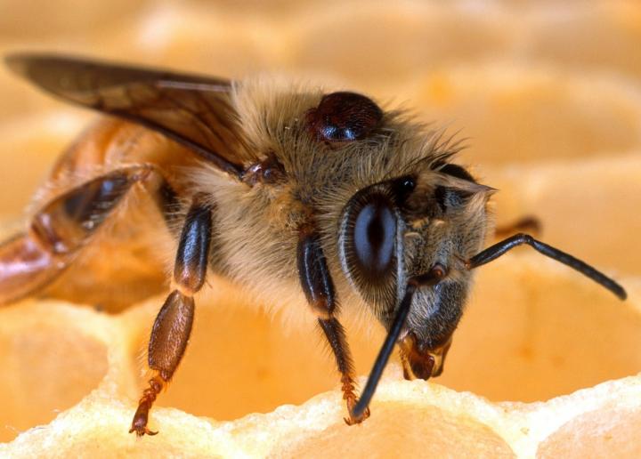 Bee with Varroa mite
