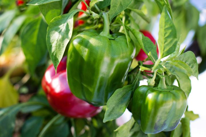 Green and red bell peppers on plant
