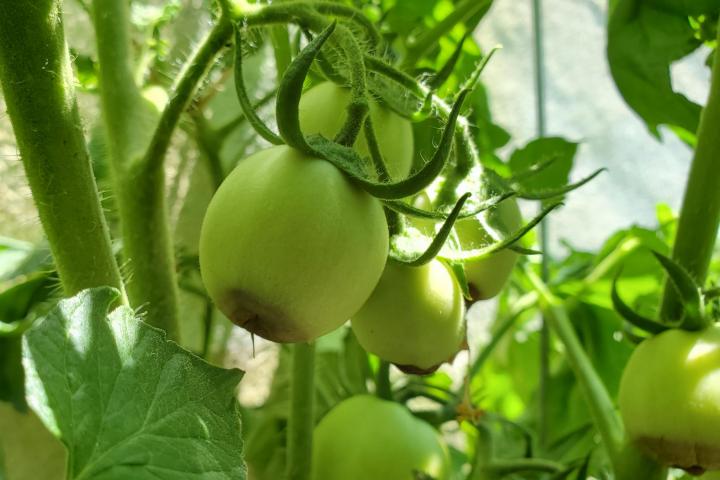 Blossom-end rot on tomatoes. Photo by Chris Burnett