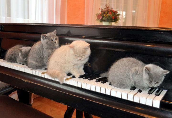 kittens on a piano
