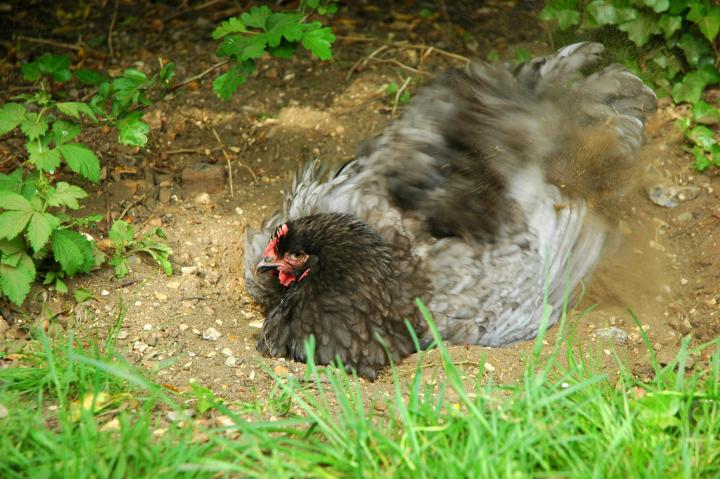 chicken-dust-gettyimages-146027488_full_width.jpg