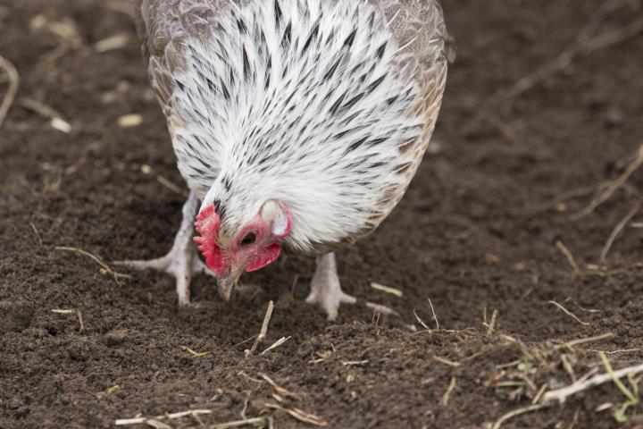 chicken-scratching-gettyimages-1138490661_full_width.jpg