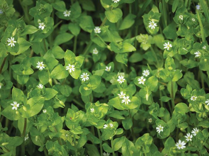 chickweed-stefan-rotter-gettyimages_full_width.jpg