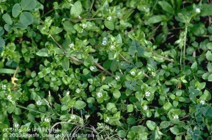common chickweed
