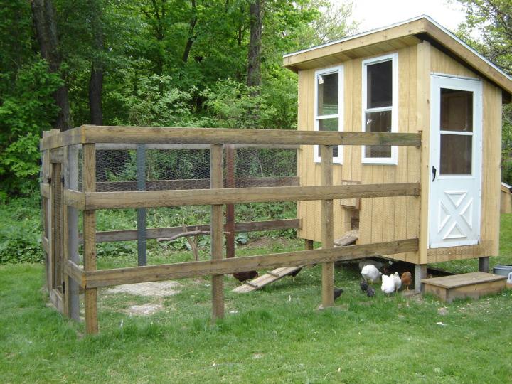 DIY chicken coop with chickens outside