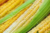 corn-1605664_1920_quarter_width.jpg