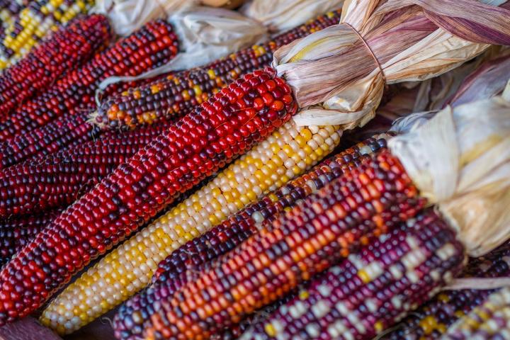 Colorful corn for thanksgiving decor